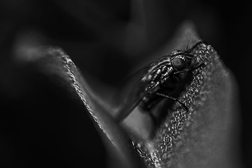 Sloping Cluster Fly Hangs Onto Leaf Petal (Gray)