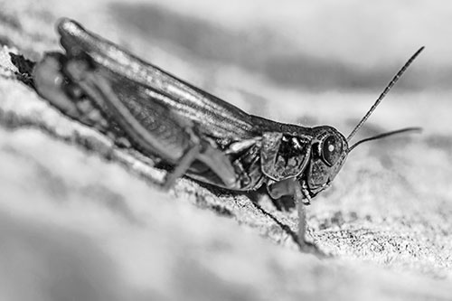 Sloping Grasshopper Enjoying Sunshine Among Tree Stump (Gray Photo)