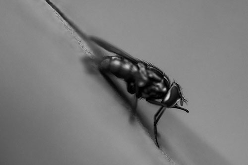 Sloping Perched Cluster Fly Cleaning Itself (Gray)