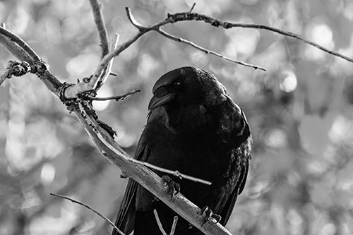 Sloping Perched Crow Glancing Downward Atop Tree Branch (Gray Photo)