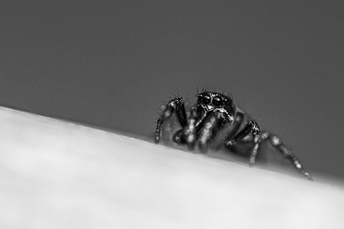 Sloping Perched Jumping Spider Watches Closely (Gray)
