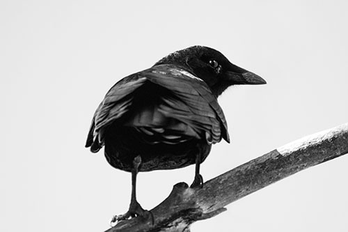 Sly Eyed Crow Glances Backward Among Tree Branch (Gray Photo)