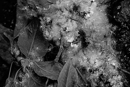 Smiling Cotton Stick Face Among Fallen Leaves (Gray)