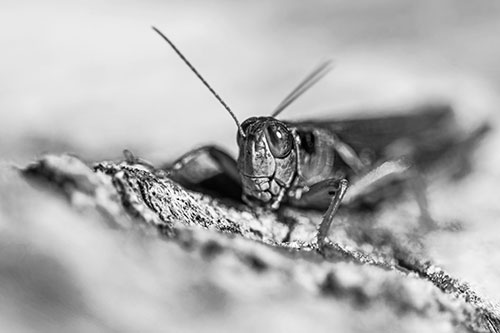Smiling Grasshopper Grabbing Ahold Tree Stump (Gray Photo)