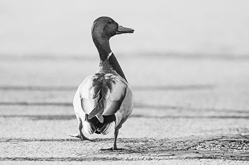 Smiling Mallard Duck Walking Down Sidewalk (Gray Photo)