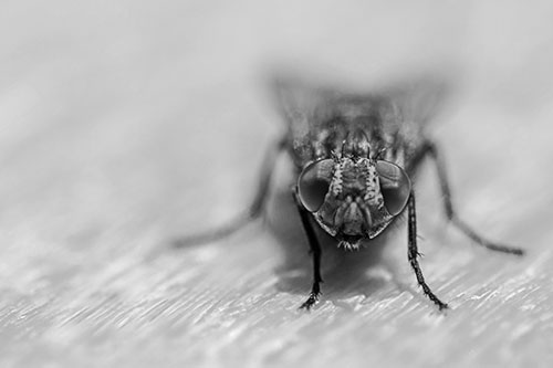 Smirking Open Mouthed Cluster Fly Watching Closely (Gray)