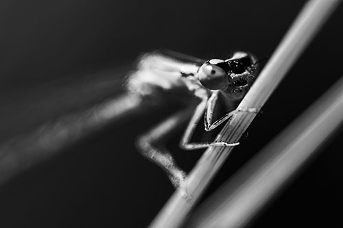 Snarling Damselfly Hangs Onto Grass Blade (Gray)