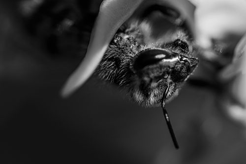 Snarling Honey Bee Clinging Flower Petal (Gray Photo)