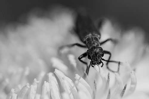 Snarling Oedemera Beetle Eating Dandelion Pollen (Gray)