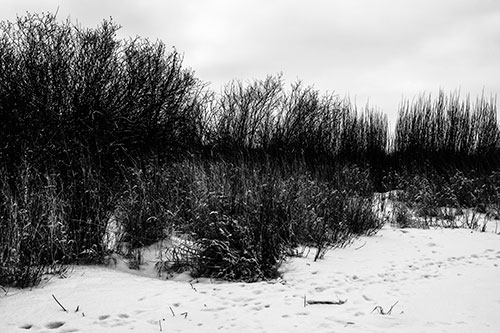 Snow Covered Tall Grass Surrounding Trees (Gray Photo)