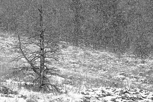 Snow Covers Dead Christmas Tree (Gray Photo)