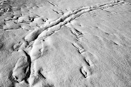 Snow Drifts Cover Footprint Trails (Gray Photo)