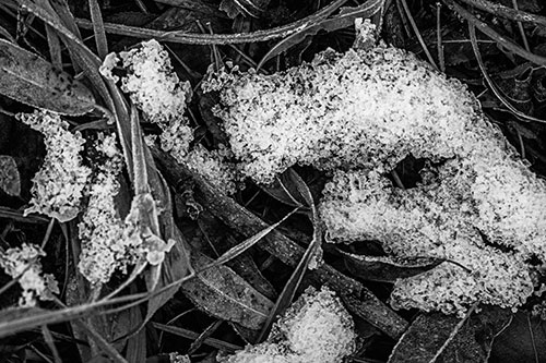 Snow Face Rests Atop Frost Covered Leaves (Gray)