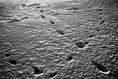 Snow Footprint Trails Crossing Paths (Gray Photo)