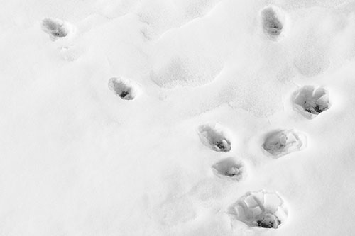 Snowy Animal Footprints Changing Direction (Gray Photo)
