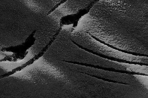 Snowy Bird Footprint Claw Marks (Gray Photo)