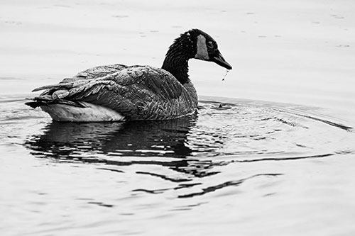 Snowy Canadian Goose Dripping Water Off Beak (Gray Photo)