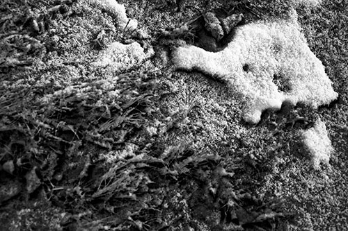 Snowy Grass Forming Demonic Horned Creature (Gray Photo)