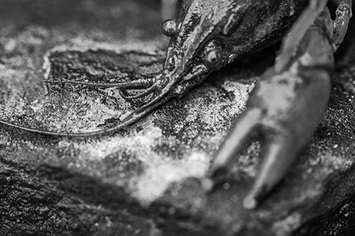 Soaked Crayfish Among Wet Shore Rock (Gray Photo)