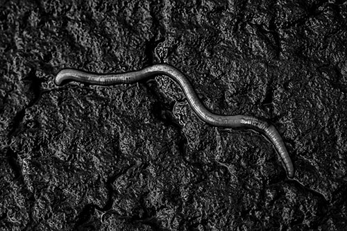 Soaked Earthworm Wiggles Across Wet Pavement (Gray)
