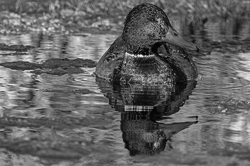 Soaked Mallard Duck Casts Pond Water Reflection (Gray Photo)