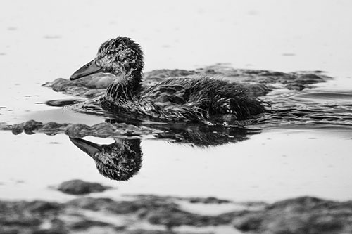 Soaked Mallard Duckling Swimming Past Algae (Gray)