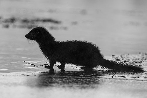 Soaked Mink Contemplates Swimming Across River (Gray Photo)