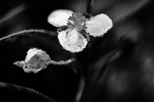 Soaking Wet Frogbit Flower Dew (Gray Photo)