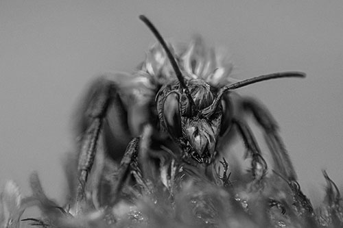 Soaking Wet Honey Bee Standing Atop Blanket Flower (Gray)
