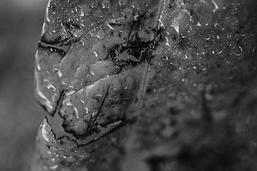 Soaking Wet Smiling Decayed Leaf Face (Gray Photo)