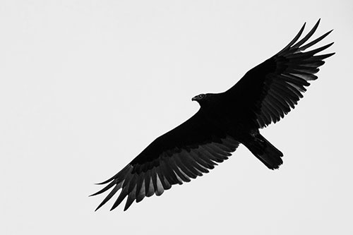 Soaring Turkey Vulture Flying Among Sky (Gray Photo)