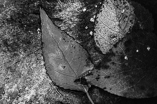 Soggy Cannibal Leaf Face Chewing Another Leaf (Gray)
