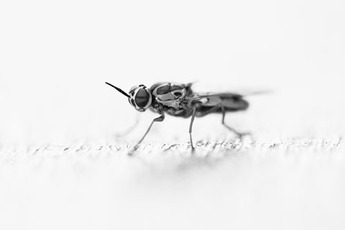 Soldier Fly Standing Still Among Light (Gray)
