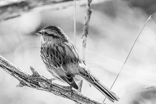 Song Sparrow Overlooking Water Pond (Gray Photo)