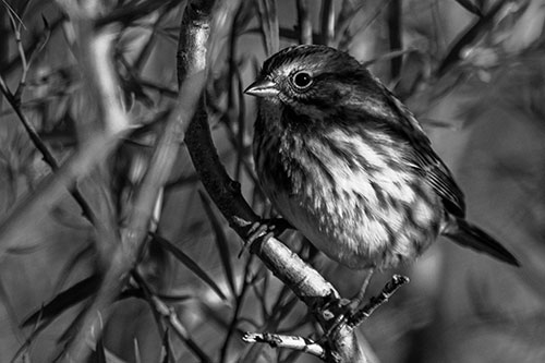 Song Sparrow Perched Along Curvy Tree Branch (Gray Photo)