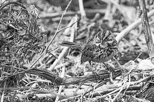 Song Sparrow Standing Atop Broken Branch (Gray Photo)