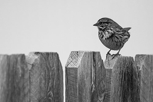 Song Sparrow Standing Atop Wooden Fence (Gray Photo)