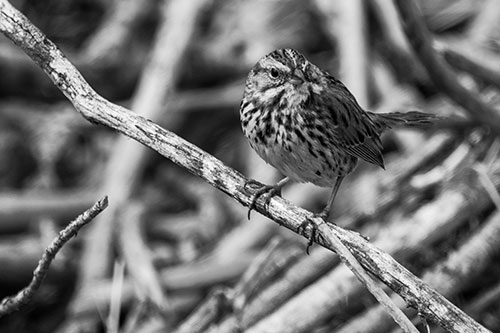 Song Sparrow Surfing Broken Tree Branch (Gray Photo)