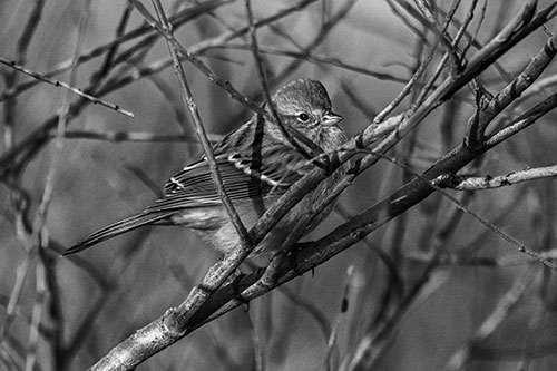 Song Sparrow Watches Sunrise Among Tree Branches (Gray Photo)