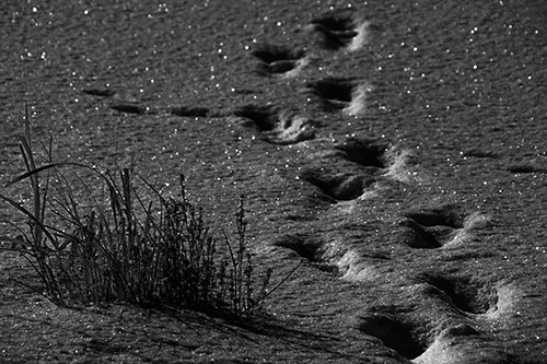Sparkling Snow Footprints Across Frozen Lake (Gray Photo)