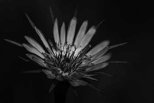 Spiky Salsify Flower Gathering Sunshine (Gray Photo)
