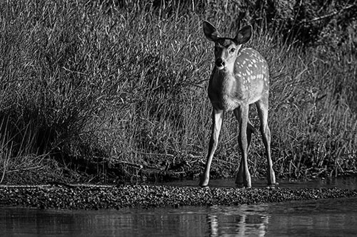 Spotted White Tailed Deer Standing Along River Shoreline (Gray Photo)