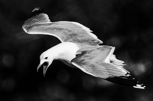 Squealing Seagull Spots Creature Among Lake Below (Gray)