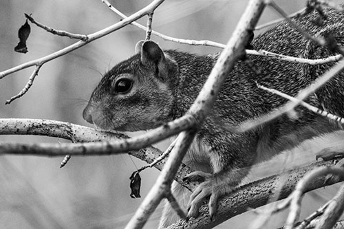 Squirrel Climbing Down From Tree Branches (Gray Photo)