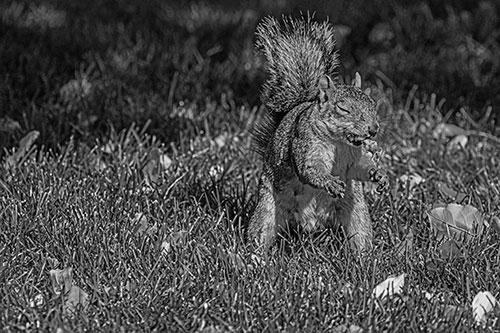 Squirrel Enjoying Breakfast Among Fallen Autumn Leaves (Gray)