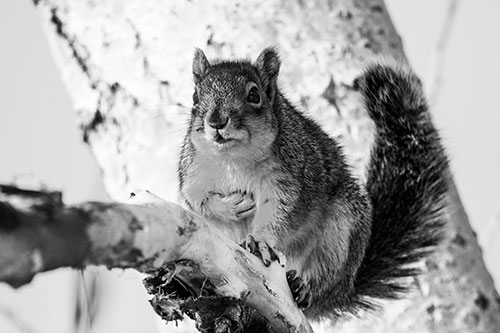 Squirrel Grasping Chest Atop Thick Tree Branch (Gray Photo)