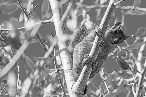 Squirrel Gripping Ahold Of Tree Branch (Gray)