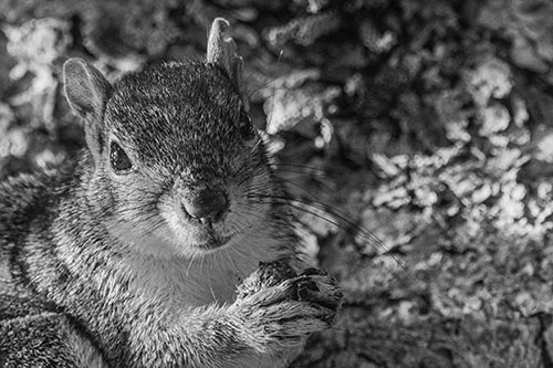 Squirrel Holding Food Atop Tree Branch (Gray)
