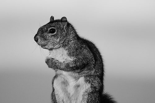 Squirrel Holding Food Tightly Amongst Chest (Gray Photo)