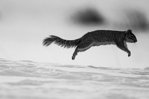 Squirrel Leap Flying Across Snow (Gray Photo)